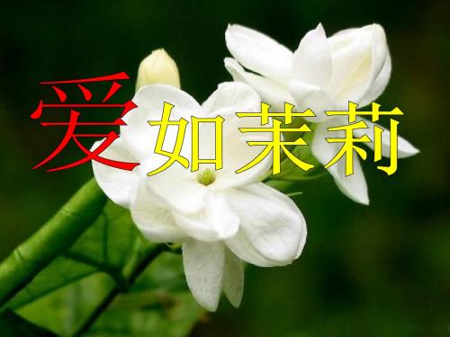 《爱如茉莉》PPT课件2-(共27张PPT)