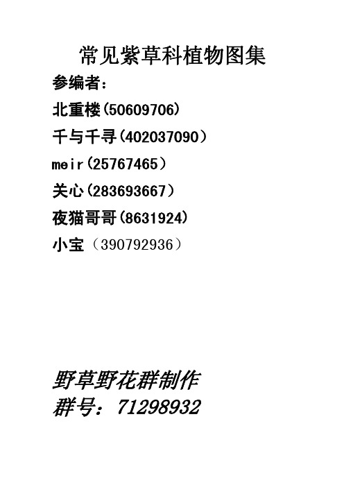 紫草科植物图谱