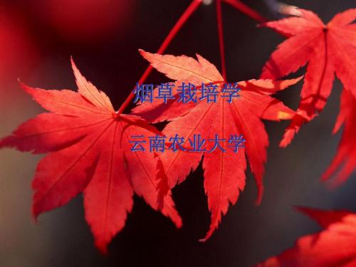 考研复习专用资料-烟草栽培学课件