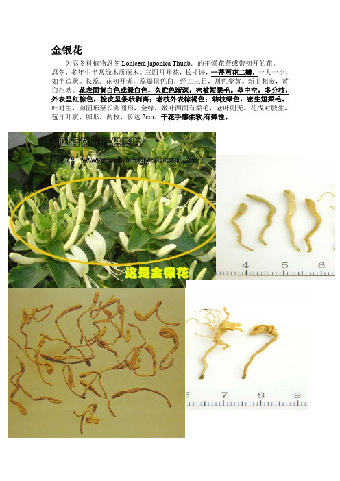 金银花与山银花枝叶的一些区分