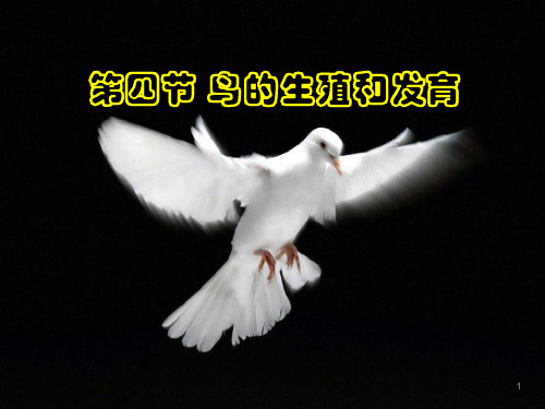 人教版八年级生物下册课件 鸟的生殖和发育()