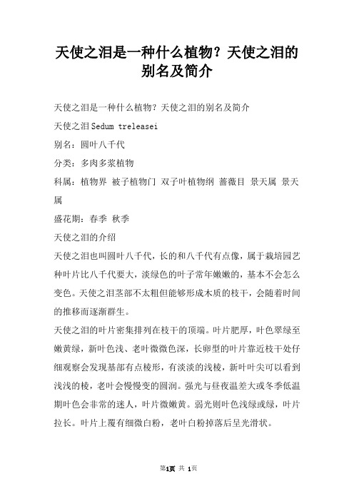天使之泪是一种什么植物？天使之泪的别名及简介
