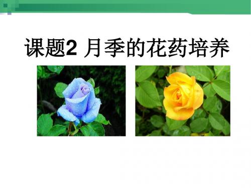 人教版 选修1 月季的花药培养 课件 (13张)
