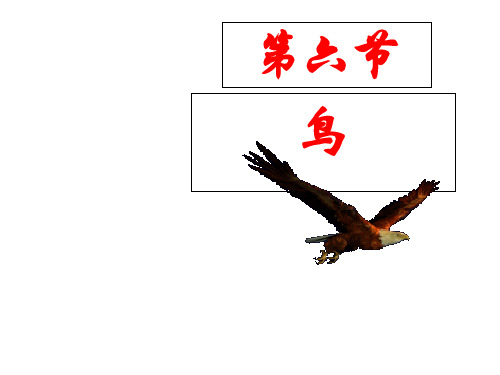 人教版生物八年级上册5.1.6鸟 课件