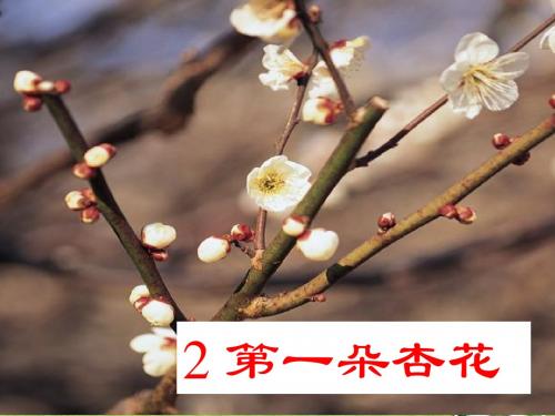 苏教版语文四下2第一朵杏花