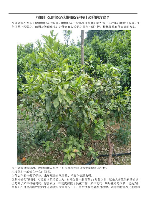 柑橘什么时候促花柑橘促花有什么好的方案