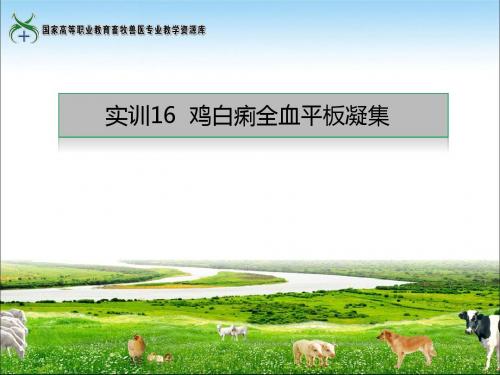 实训16鸡白痢全血平板凝集实训