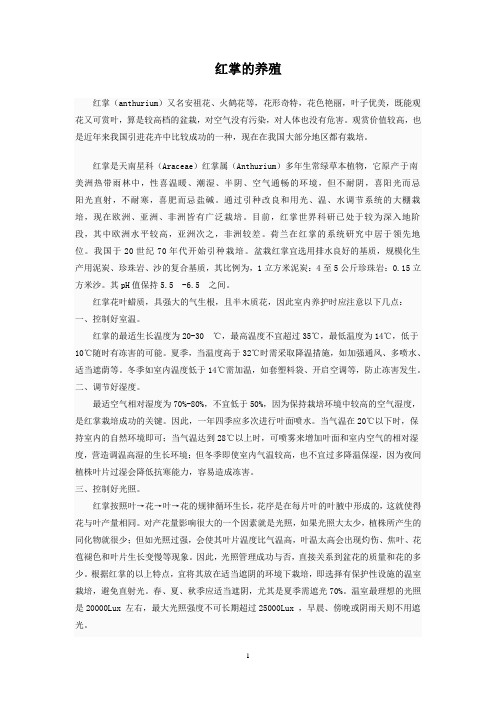 红掌