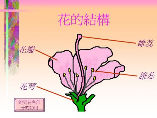 花的结构