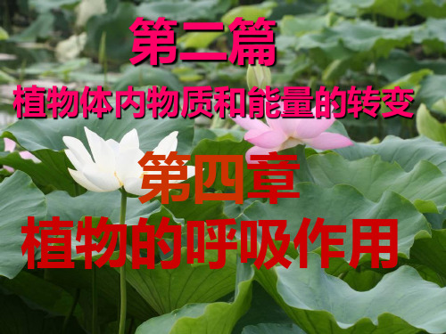 植物生理学第四章呼吸作用