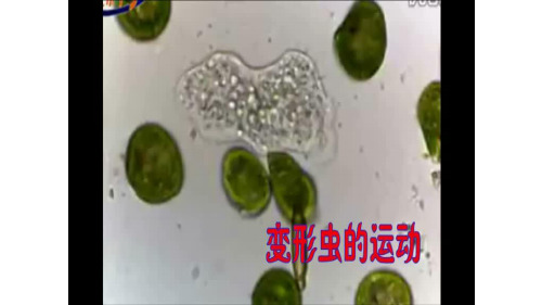 4.2生物膜的流动镶嵌模型