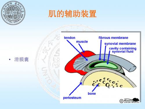 人体运动的执行体系