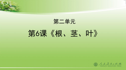 人教鄂教版三年级下册   6《根 茎 叶》课件