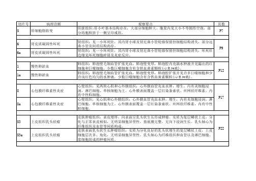 病理实验考试(切片版)