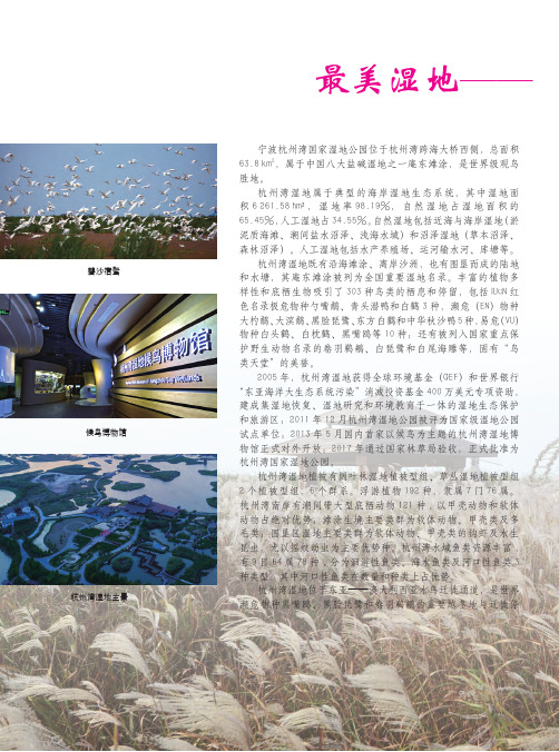 最美湿地--宁波杭州湾国家湿地公园