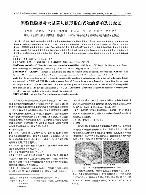 实验性隐睾对大鼠睾丸波形蛋白表达的影响及其意义