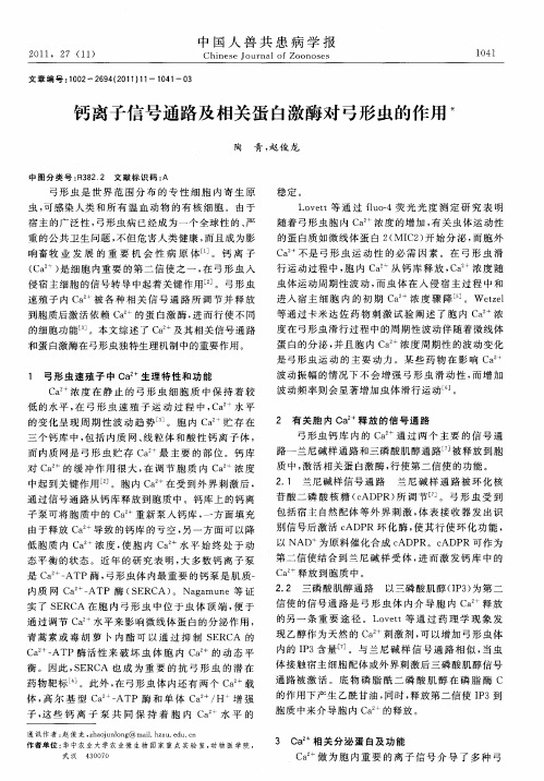 钙离子信号通路及相关蛋白激酶对弓形虫的作用