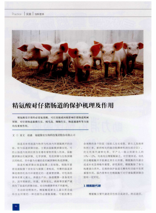 精氨酸对仔猪肠道的保护机理及作用