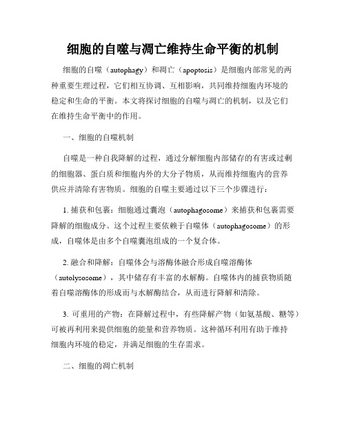 细胞的自噬与凋亡维持生命平衡的机制