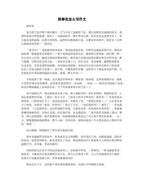 报春花怎么写作文