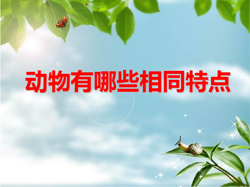 动物有哪些相同特点
