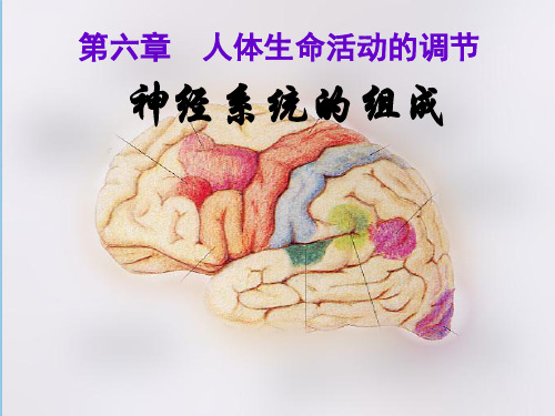 人教版七下生物 6.2神经系统的组成 课件   (共36张PPT)