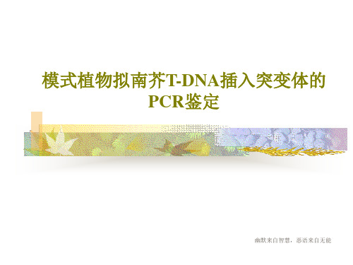 模式植物拟南芥T-DNA插入突变体的PCR鉴定共22页