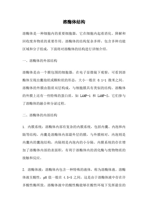溶酶体结构
