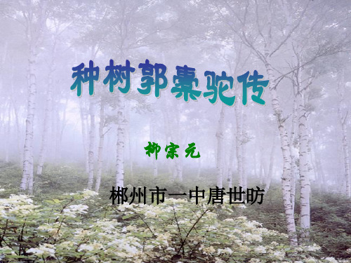 中国古代诗歌散文欣赏第六单元文无定格,贵在鲜活ppt(打包14套) 人教课标版9
