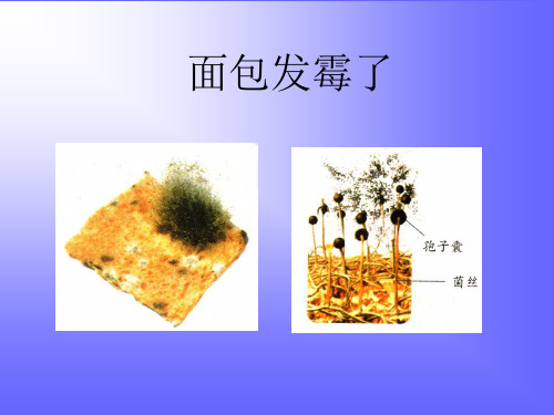 面包发霉了(改好)