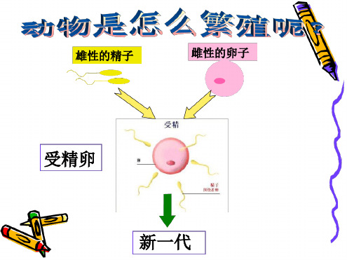 四年级下科学课件 动物的繁殖活动 教科版
