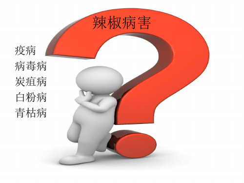 辣椒ppt 演示文稿