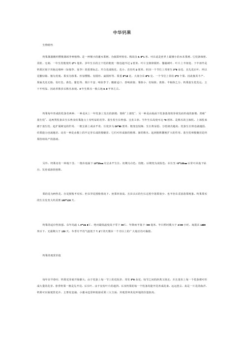 中华钙果