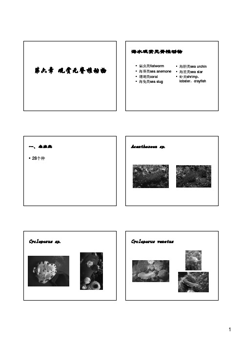 上海海洋大学观赏水族学6