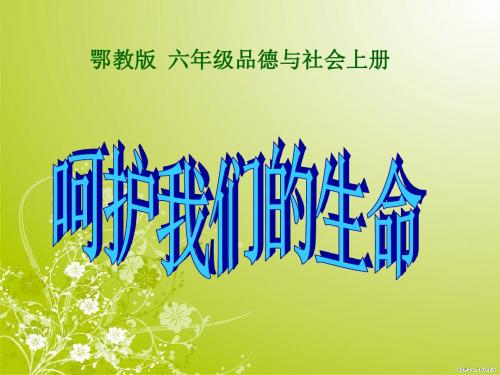 呵护我们的生命(PPT课件