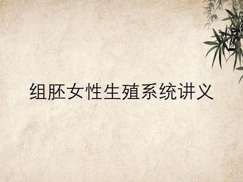 组胚女性生殖系统讲义