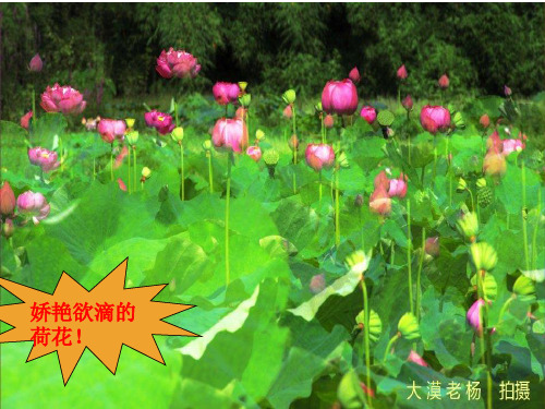 三年级下册第二单元作文课件环保