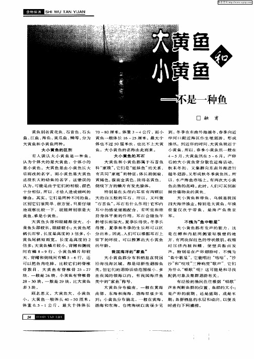 大黄鱼和小黄鱼—不是一种鱼