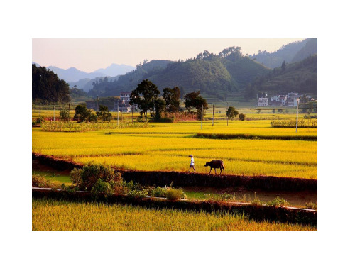13山村的早晨_课件