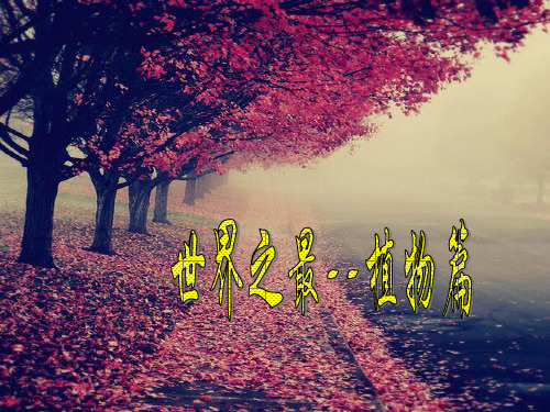 世界之最 植物篇