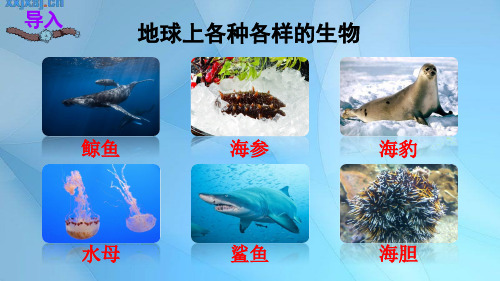 最新人教版(统编)小学六年级下册语文《表里的生物》精品课件