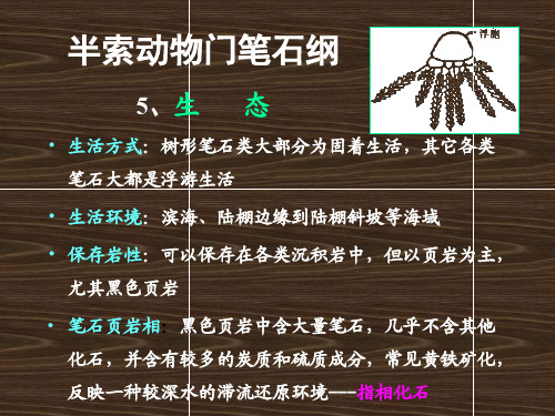 半索动物门笔石纲