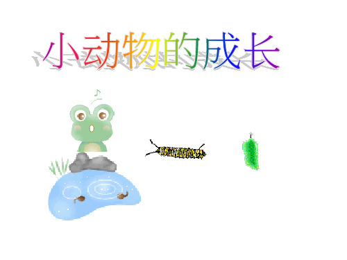 小动物的成长过程