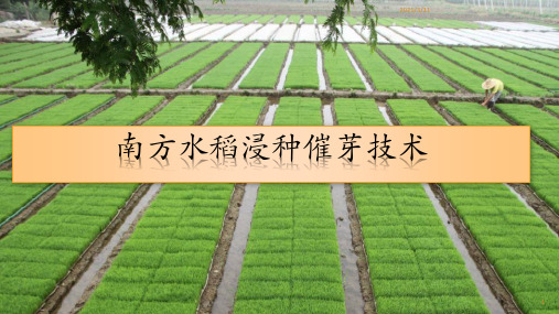 南方水稻浸种与催芽