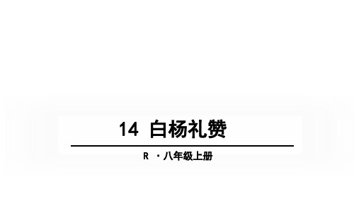 秋人教部编版八年级语文上册课件：14 白杨礼赞 (共47张PPT)