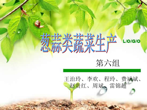 葱蒜类蔬菜生产