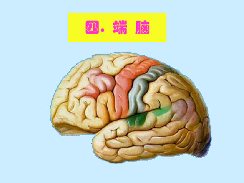 端脑