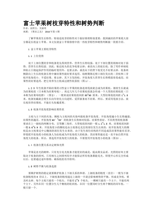 富士苹果树枝芽特性和树势判断