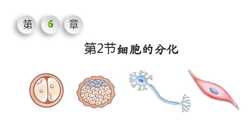 细胞分化ppt课件