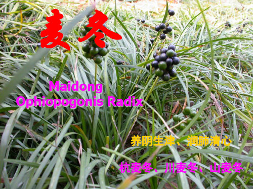麦冬